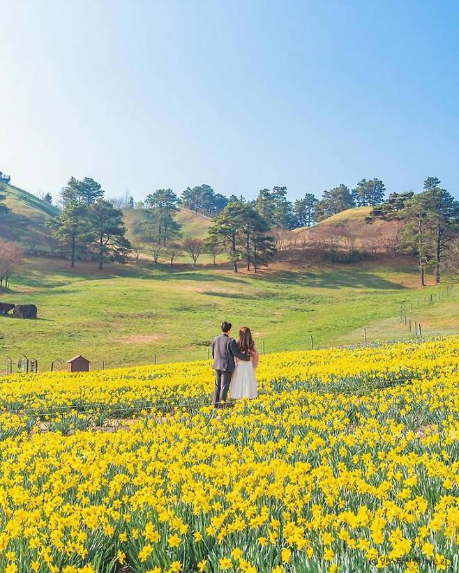 수선화가 지천에 피어 동화같은 풍경을 연출하는 지리산치즈랜드. /사진=한국관광공사