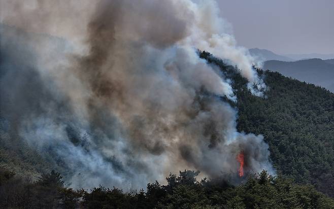 경북 의성군 대형 산불 발생 이틀째인 23일 의성군 산불 발화지점 인근 야산에서 산불이 번지고 있다. [연합]