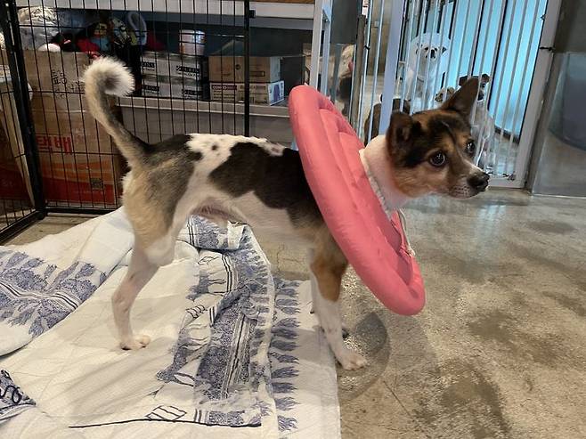 [서울=뉴시스] 이다솜 기자=지난 20일 동물구조119 입양센터에서 만난 수일이. 오른쪽 뒷 다리를 다친 상태로 구조된 뒤 절단 수술을 받았다. citizen@newsis.com *재판매 및 DB 금지