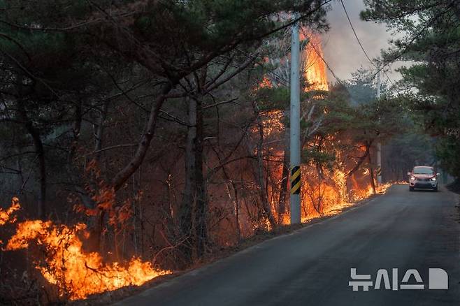 [의성=뉴시스] 김정화 기자 = 23일 오후 1시 경북 의성군 안평면 신안2길에서 갑자기 확산된 산불로 차량이 대피하고 있다. 2025.03.23. jungk@newsis.com