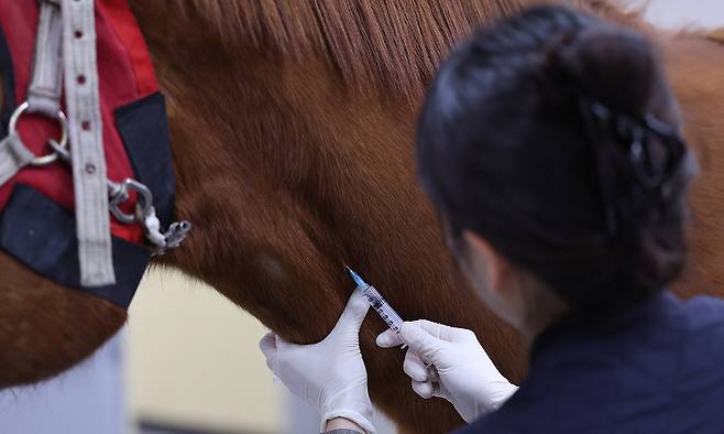 정밀 진단을 받기 전 진정제를 맞고 있는 환마.