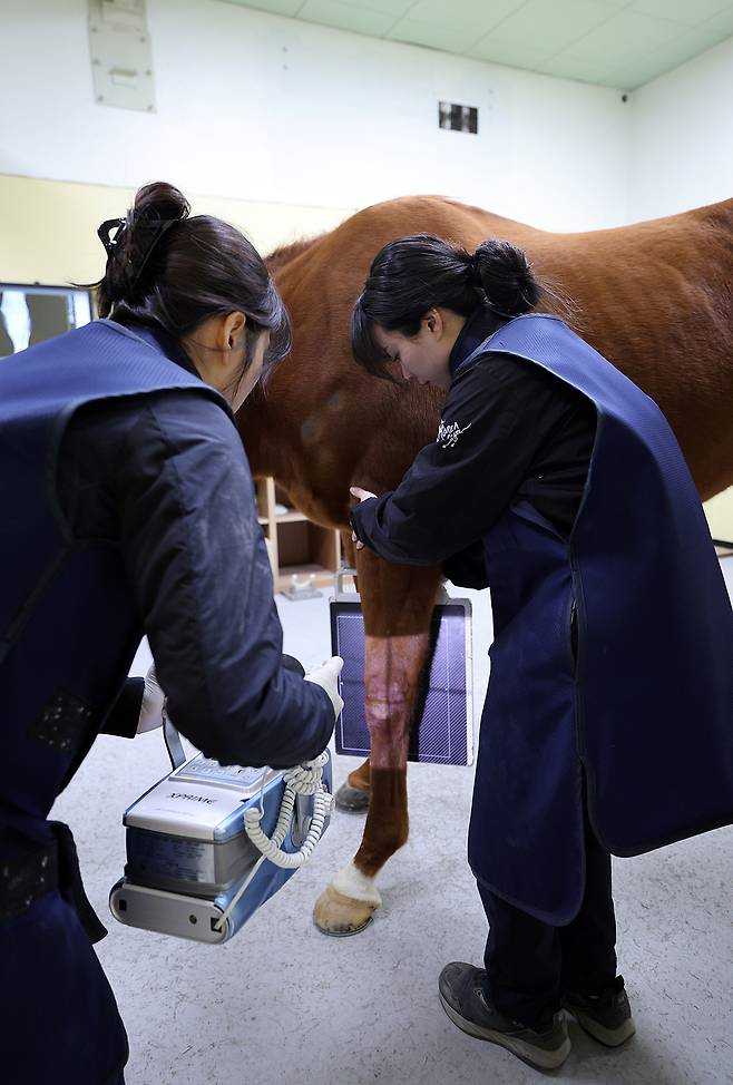 수의사들이 말 관절부위를 X레이 촬영하고 있다.