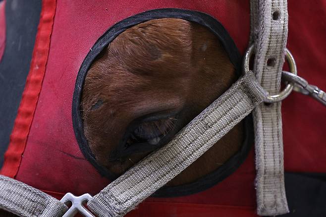 치료받던 경주마의 눈에 눈물이 맺혀 있다.