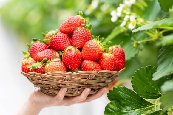 딸기 이미지. 아이클릭아트