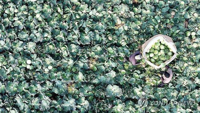(제주=연합뉴스 자료사진) 박지호 기자 = 1월 14일 제주시 한림읍의 한 밭에서 농민들이 양배추를 수확하고 있다. 2024.1.14 jihopark@yna.co.kr