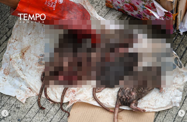 22일 인도네시아 자카르타에 위치한 시사 주간 '템포' 사무실로 배송된 목이 잘린 쥐 여섯 마리. 이 매체가 정부에 비판적 목소리를 내자 보복을 위해 보낸 것으로 추정된다. 템포 인스타그램 캡처