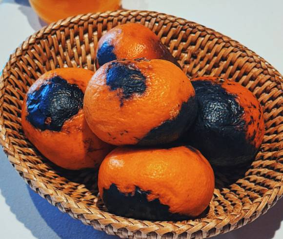 귤은 구우면 맛이 단맛은 더 강해지고, 신맛은 줄어들며, 과육은 한층 부드러워진다. 사진은 구운 귤. [사진=X @김여행]