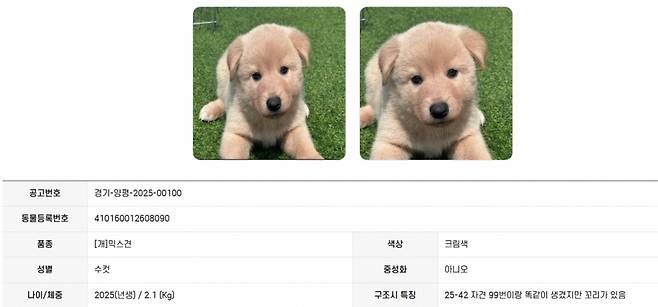 국가동물보호정보시스템 홈페이지(https://www.animal.go.kr)'에서도 유실유기동물을 보고 입양할 수 있다.