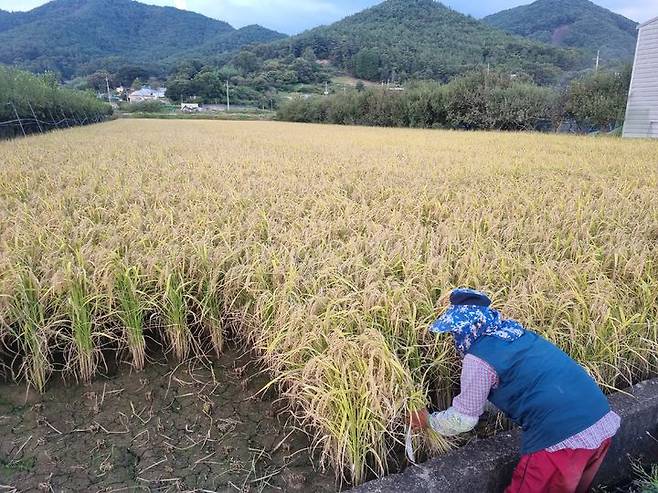 [광주=뉴시스] 사진은 지난해 10월 14일 한천면 조규명씨 농가에서 수입밀 대체용으로 재배한 가루쌀을 수확하고 있는 모습. (사진=화순군 제공). 2024.10.14. photo@newsis.com *재판매 및 DB 금지