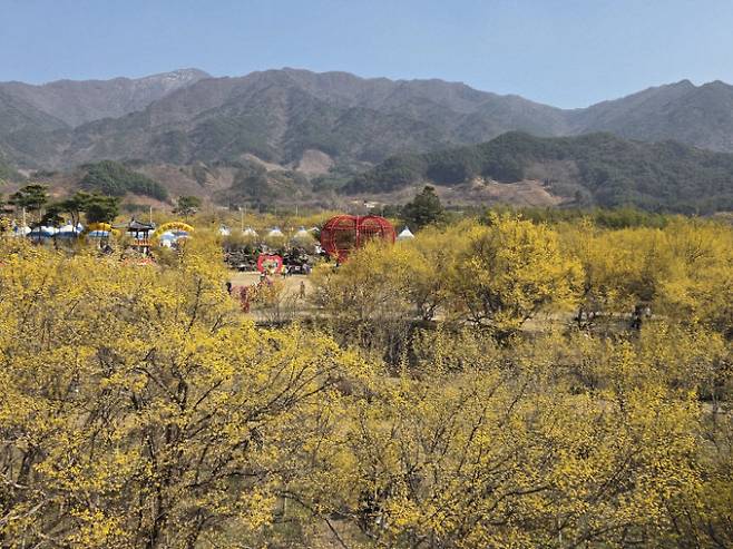 구례산수유꽃축제. 구례군 제공