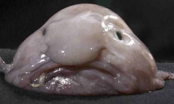 올해의 물고기로 선정된 블롭피시. BBC 캡처