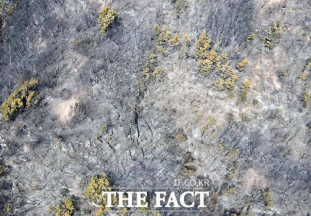 지난 22일 발생해 나흘째 계속되고 있는 경북 의성 산불이 안동을 지나 청송으로 향하고 있는 가운데 25일 오후 경북 의성군 안계면 도덕리의 산 일대가 불에 탄 모습을 보이고 있다. /박헌우 기자