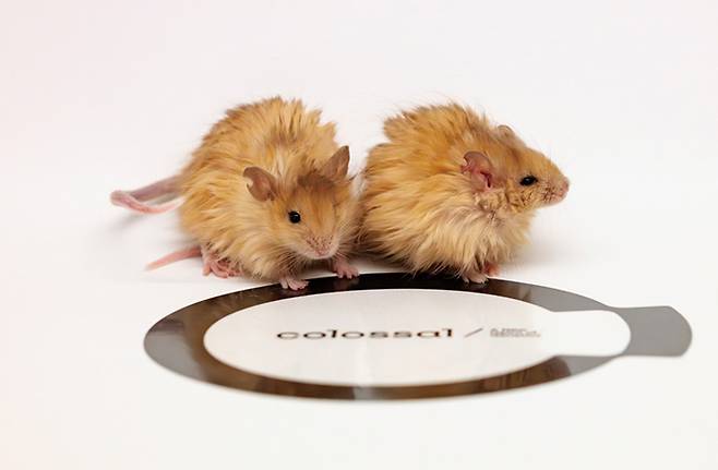콜로설 털북숭이 쥐. 털 관련 유전자가 매머드 유전자처럼 편집돼 털북숭이가 됐다. /사진 콜로설 바이오사이언스