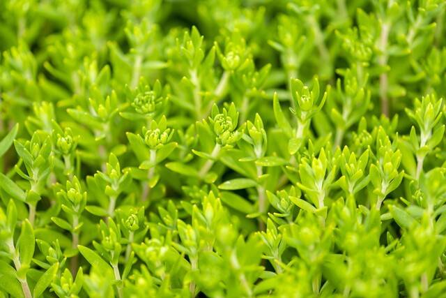 돌나물. 이미지투데이