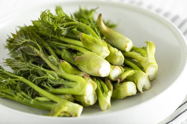 두릅. 이미지투데이