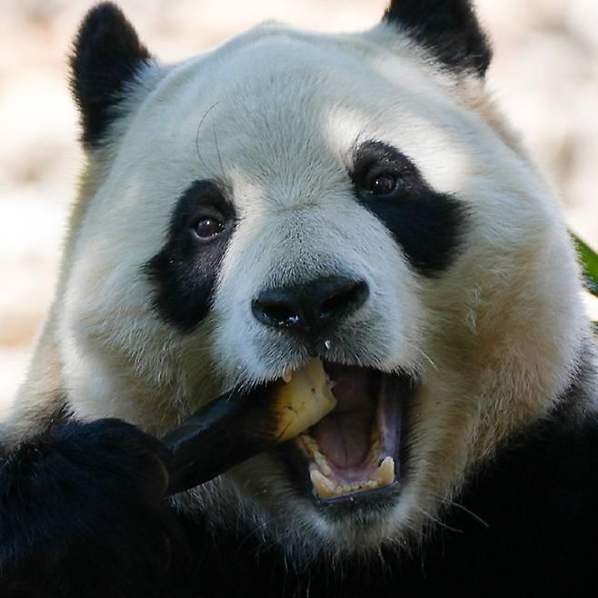 죽순을 먹고 있는 푸바오. SNS 캡처