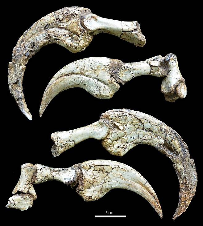 두 발로 걷는 수각류(獸脚類) 공룡인 ‘두오니쿠스 초그트바리(Duonychus tsogtbaatari)’의 손가락 화석./일 홋카이도대 박물관