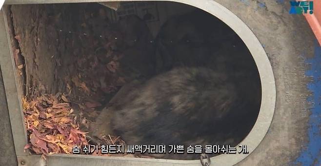 5.jpg 목줄 때문에 산불에서 도망 못 간 강아지들....jpg