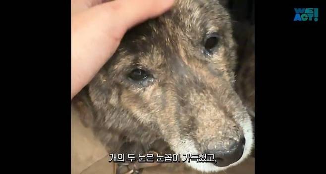 6.jpg 목줄 때문에 산불에서 도망 못 간 강아지들....jpg