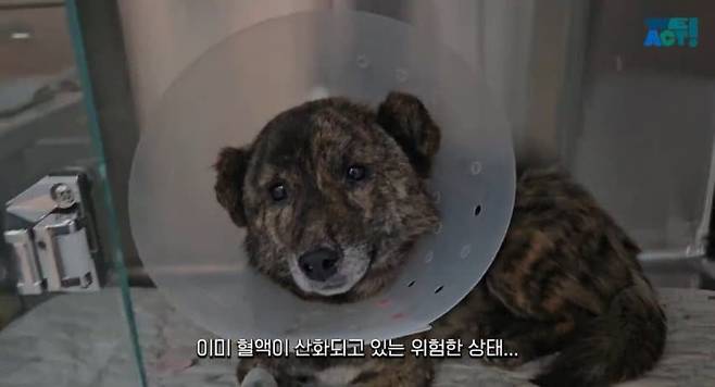 11.jpg 목줄 때문에 산불에서 도망 못 간 강아지들....jpg