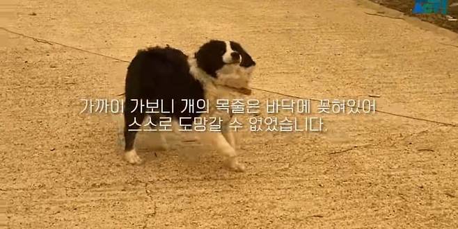 14.jpg 목줄 때문에 산불에서 도망 못 간 강아지들....jpg