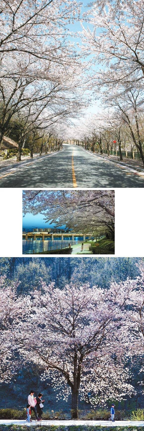 위쪽부터 드라이브 하기 좋은 대구 팔공산 순환도로의 벚꽃길. 야경이 아름다운 동구 지저동 벚꽃길. 달성군 송해공원의 옥연지 벚꽃길. [사진 대구시]