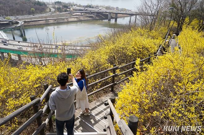 성동구가 2025 응봉산 개나리 축제를 개최한 26일 서울 성동구 응봉산 전망대에서 시민들이 개나리를 배경으로 사진을 촬영하고 있다.