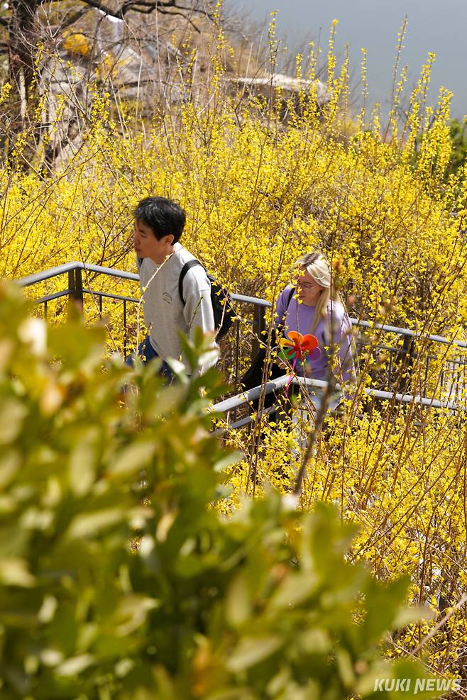 성동구가 2025 응봉산 개나리 축제를 개최한 26일 서울 성동구 응봉산 전망대에서 시민들이 개나리를 배경으로 사진을 촬영하고 있다.
