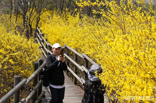 성동구가 2025 응봉산 개나리 축제를 개최한 26일 서울 성동구 응봉산 전망대에서 시민들이 개나리를 배경으로 사진을 촬영하고 있다.