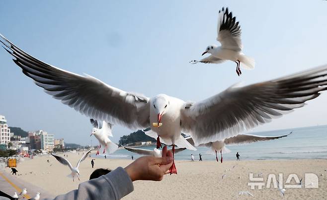 [부산=뉴시스] 하경민 기자 = 26일 부산 해운대구 송정해수욕장에서 갈매기떼가 관광객이 들고 있는 새우과자를 낚아채고 있다. 2024.12.26. yulnetphoto@newsis.com