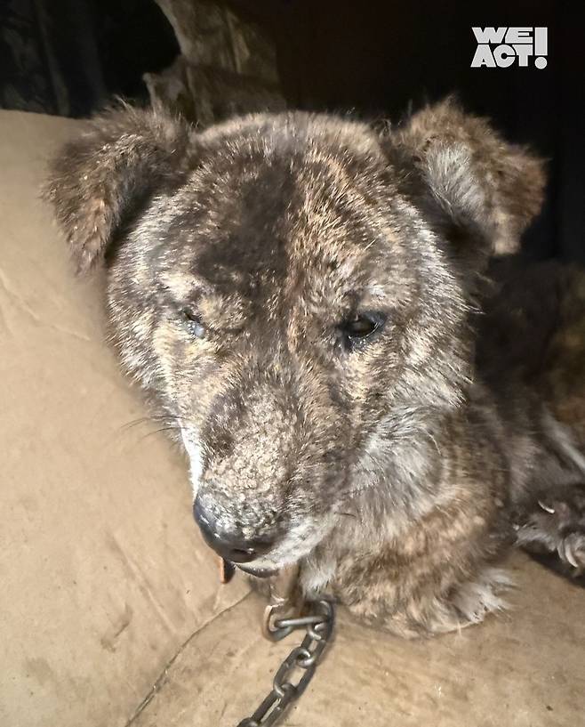 연기에 눈을 뜨지 못하는 반려견 [출처=위액트 인스타그램]