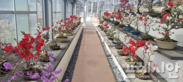 ▲명자나무 ⓒ신안군