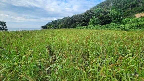 신안군이 생태계서비스지불제 사업으로 추진하고 있는 조 재배지.