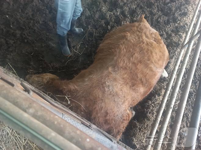 제천시 봉양읍 A 한우축사에서 암수 4마리가 한꺼번에 감전사 했다.(농장주 제공, 재판매 및 DB금지)/뉴스1