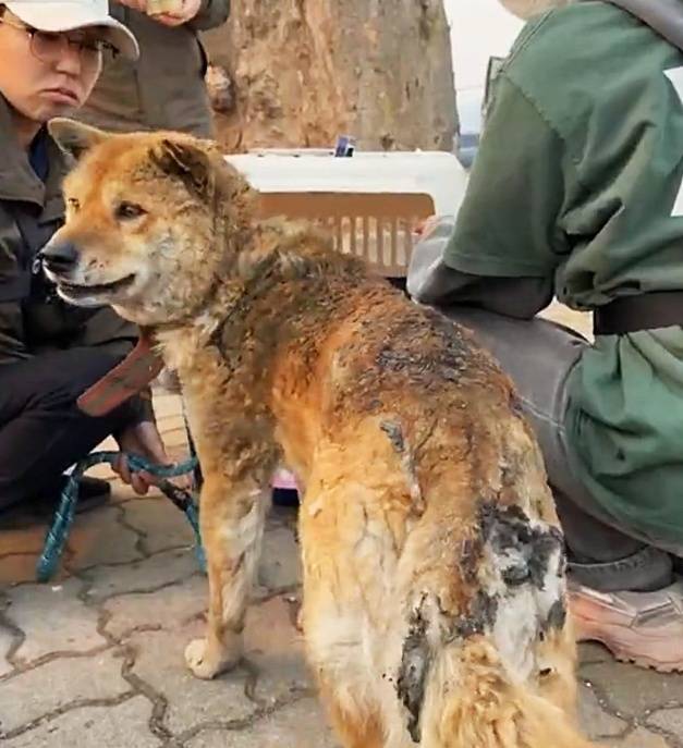 위액트 활동가가 화상을 입어 털이 녹아내린 황구를 크레이트에 넣으려 유도하고 있다. (사진 위액트 인스타그램) ⓒ 뉴스1
