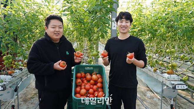 충남 당진시가 운영하는 청년창업농 임대형 스마트팜 A동 8960㎡(약 2700평)에서 지난 여름 심은 유럽계 품종 TY트러스트 토마토를 첫 수확했다.ⓒ뉴시스