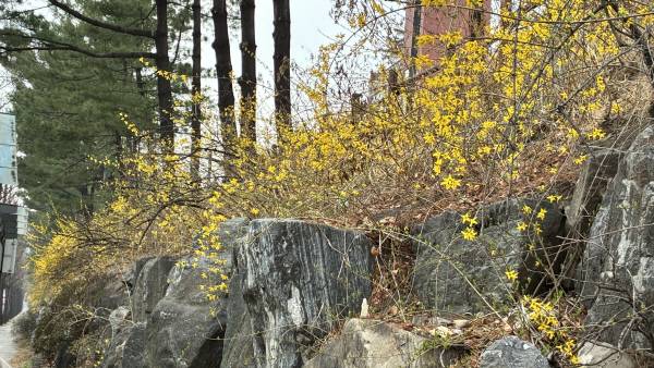 아이폰 16e로 지난 25일 서울의 한 지역에서 개나리를 촬영했다. 정옥재 기자