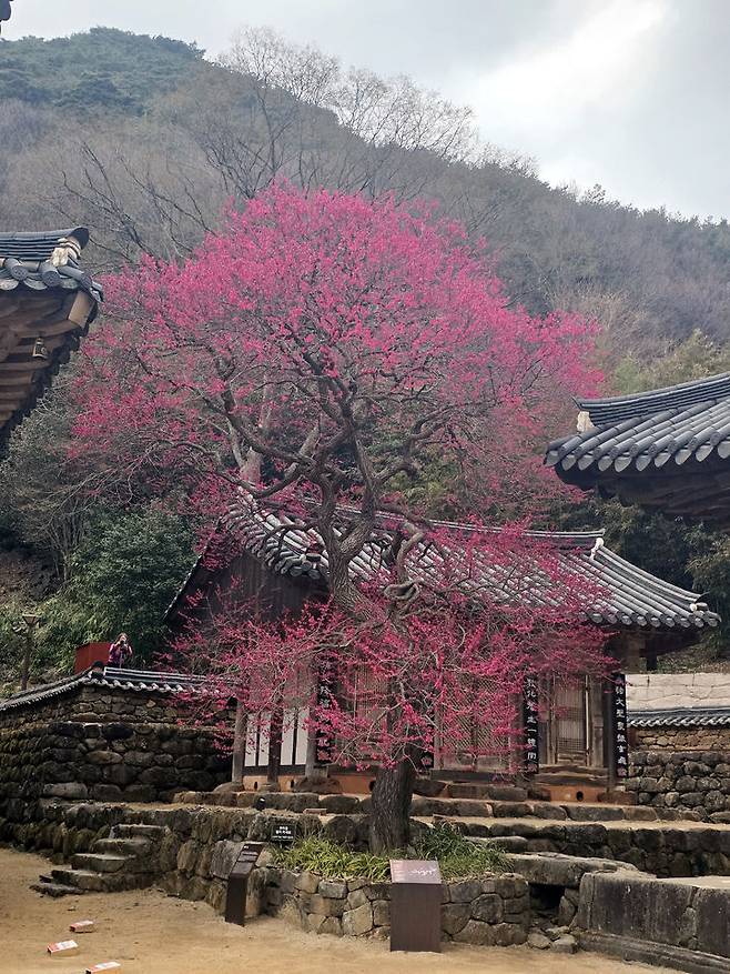 [구례=뉴시스] 구례 화엄사 화엄매가 27일 활짝 피어 있다. (사진=전남사무소 제공) 2025.03.27. photo@newsis.com *재판매 및 DB 금지
