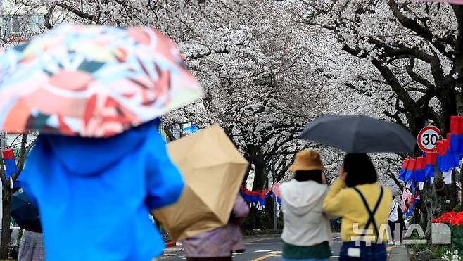 [제주=뉴시스] 우장호 기자 = 제주 전농로 왕벚꽃 축제를 하루 앞둔 27일 오후 제주시 삼도일동에서 우산을 쓴 관광객들이 벚꽃 구경에 빠져 있다. 기상청에 따르면 28일부터 온화한 날씨가 물러가고 기온이 10도 이상 떨어지는 등 당분간 '꽃샘추위'가 찾아올 것으로 전망된다. 2025.03.27. woo1223@newsis.com