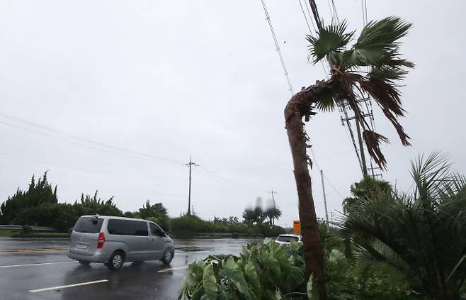 제11호 태풍 ‘힌남노’가 북상으로 제주 전역에 태풍경보가 내려진 5일 오전 제주 서귀포시 남원읍 한 도로에 있는 야자수가 휘어있다. (사진=뉴스1)
