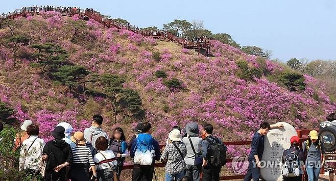 강화 고려산 진달래 축제. 연합뉴스