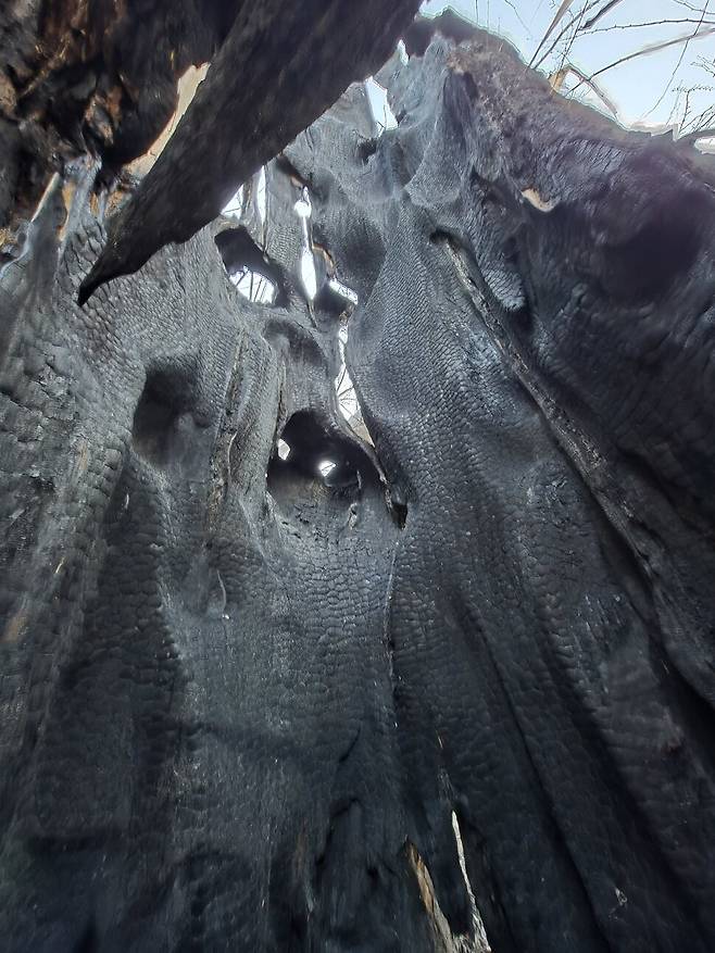 2025년 3월24일 경남 하동군 옥종면 두양마을 ‘두양리 은행나무’의 속. 겉은 멀쩡하지만 속이 숯처럼 불에 탔다. 나무 동공 충전을 하면서 채워 넣은 우레탄폼 등 화학물질에 불이 옮겨붙은 것이 원인으로 추정된다. 김양진 기자