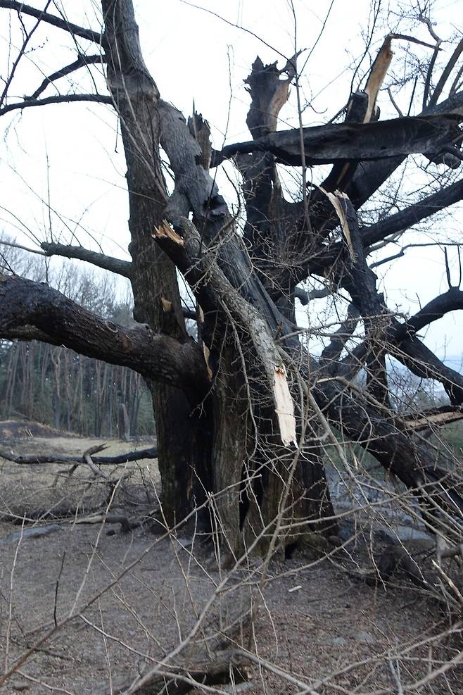 2025년 3월24일 경남 하동군 옥종면 두양마을 ‘두양리 은행나무’. 겉은 멀쩡하지만 속이 숯처럼 불에 탔다. 동공 충전을 하면서 채워 넣은 우레탄폼 등 화학물질에 불이 옮겨붙은 것이 원인으로 추정된다. 김양진 기자