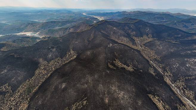 산불에 초토화된  경북 의성군 산림