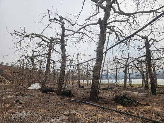 지난 27일 오후 경북 안동시 임하면 한 사과밭에 산불이 붙어 피해가 난 모습. 사과나무 밑동이 까맣게 그을려 있다. 김정석 기자