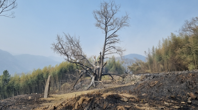 경남도 기념물인 하동 두양리 은행나무가 상당부분 불에 탄 것으로 확인됐다. [하동군]