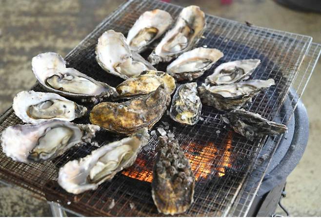 고흥산 황금 개체 굴. 고흥군의회 제공