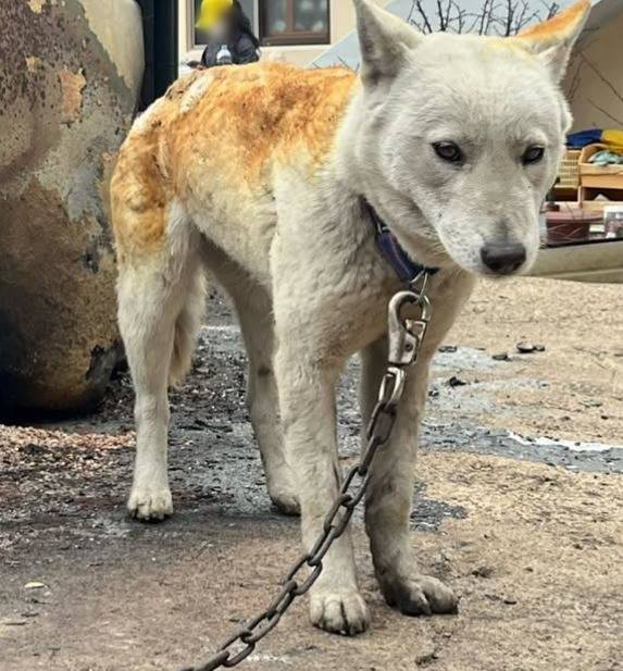 28일 동물구조단체 위액트는 경북 산불 피해 지역 중 하나인 영덕군 일대 피해견들에게 지급할 예정이던 사료 2톤을 도둑맞았다며 반환을 호소했다. 사진은 영덕군 산불 현장에서 화상을 입은 채 구조된 피해견의 모습 ⓒ위액트 인스타그램