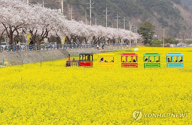 기찻길 옆 노란 바다 [연합뉴스 자료사진]
