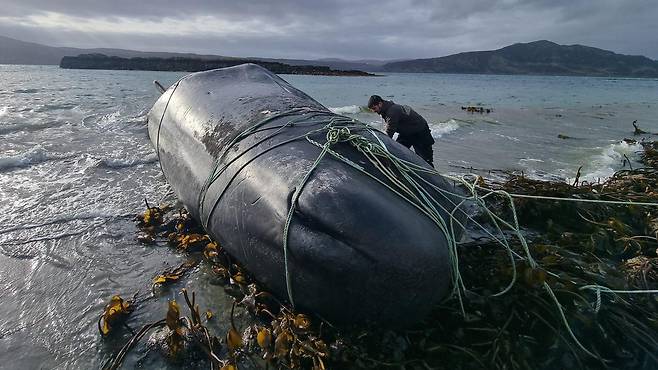 자원봉사자들이 스코틀랜드 라사이 섬 해안에 떠밀려온 죽은 고래를 감은 그물을 잘라내고 있다